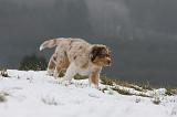 BERGER AUSTRALIEN PUPPIES 548